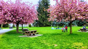 Blue Mountain Park Spring