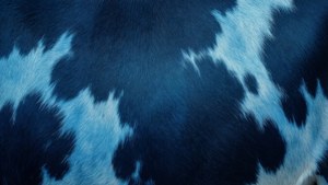 Blue Ombre Cowhide