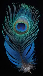 Blue Peacock Feather