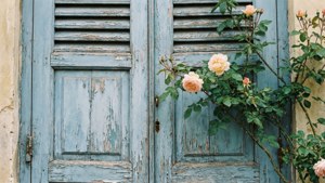Blue Shutter with Rose