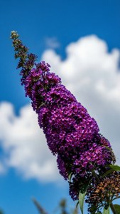 Blue Sky Butterfly Bush