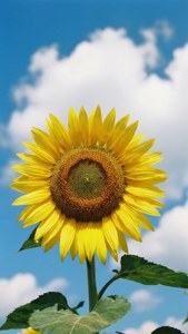 Blue Sky Sunflower