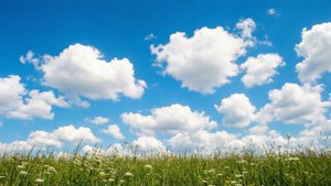 Blue Sky Wildflowers