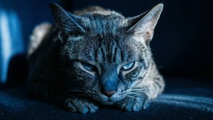 Blue Slumber