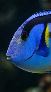 Blue Tang Close-up Portrait