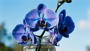 Blue Vanda Splash