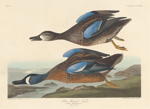 Blue-winged Teal