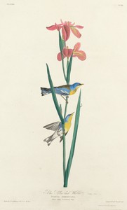 Blue Yellow-backed Warbler