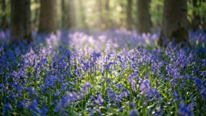 Bluebell Carpet in Vernon Forest