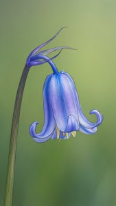 Bluebell Droop
