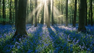 Bluebell Magic