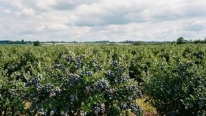 Blueberry Field Vista