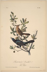 Boat-Tailed Grackle