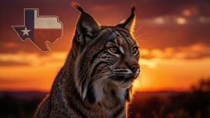 Bobcat Sunset Glow