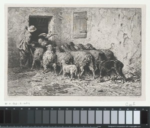 Boer brengt kudde schapen op stal