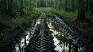 Bog Reflection Tracks