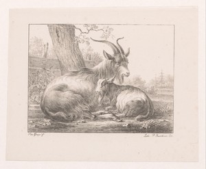 Bok en geit in landschap