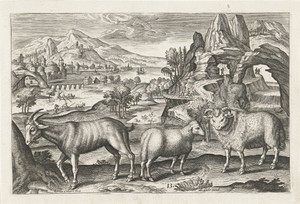 Bok en schapen
