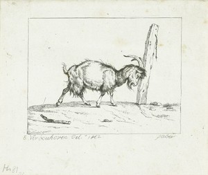 Bok, met de horens tegen een paal stotend