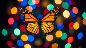Bokeh Lights Butterfly