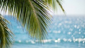 Bokeh Ocean Palm