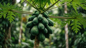 Bokeh Pawpaw Branch