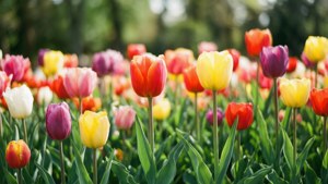 Bokeh Tulip Garden