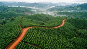 Bolaven Plateau Coffee