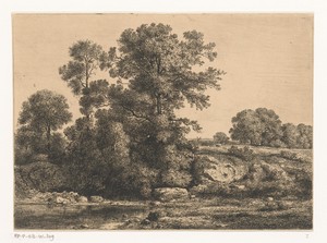 Bomen aan de oever van een poel