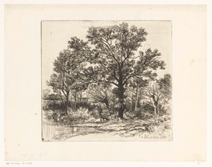 Bomen aan de waterkant