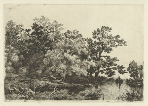 Bomen aan een meertje