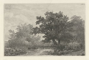 Bomen aan een plas