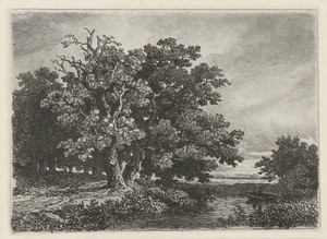 Bomen aan een plas met een bootje