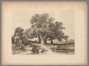 Bomen aan een water in Bradgate Park
