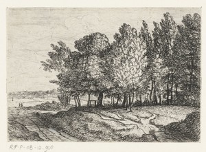 Bomen bij een pad