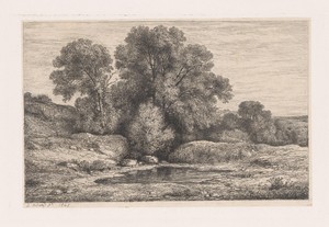Bomen bij een poel