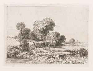 Bomen bij een rivierbedding