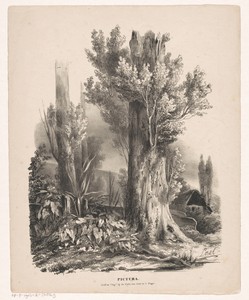 Bomen en een hut