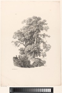 Bomen en struiken