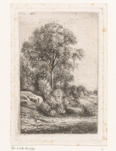 Bomen en struikgewas op een glooiing
