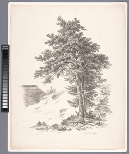 Bomen, heuvel en dak van boerderij