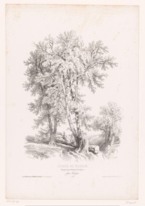 Bomen in een landschap