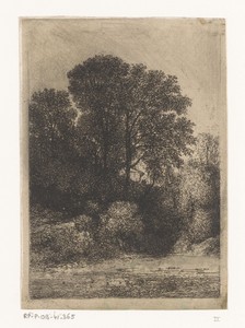 Bomen langs de oever van een beek