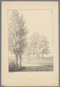 Bomen langs een landweg