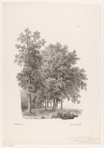 Bomen naast een weiland