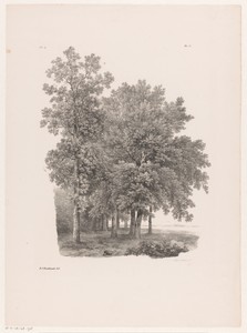 Bomen naast een weiland