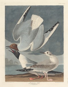 Bonapartian Gull