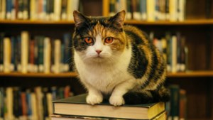 Bookish Cymric