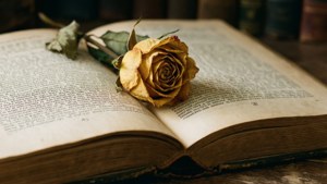 Bookmarked Rose