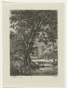 Bosgezicht